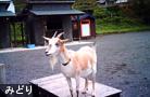 みどり